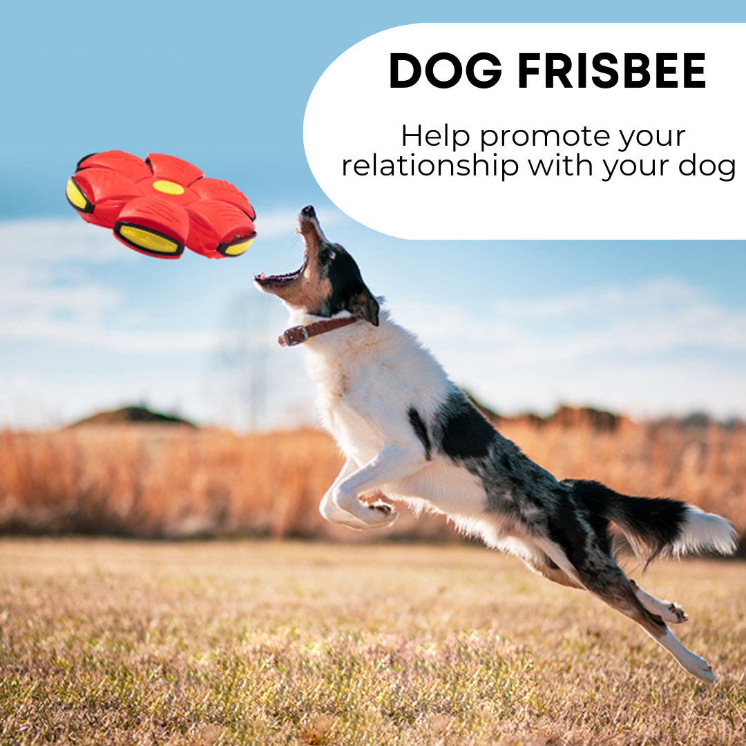 Alfis Pet Luxury™ Dog Frisbee